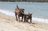 CANE CORSO 260
